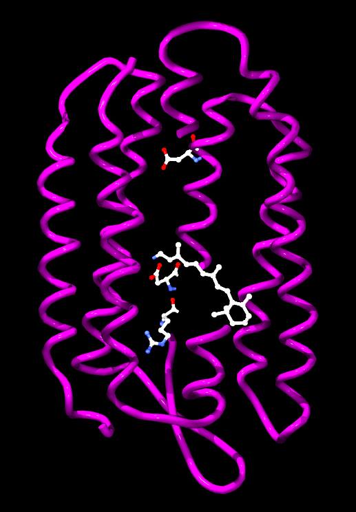 Monomero di Batteriorodopsina da Halobacterium salinarum. Il retinolo e i residui amminoacidici coinvolti nel trasferimento protonico (a.82, Asp85, Asp96) sono mostrati utilizzando il modello ad asta e sfera (wikipedia.it)