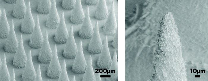 Micrografia cerotto transdermico SEM