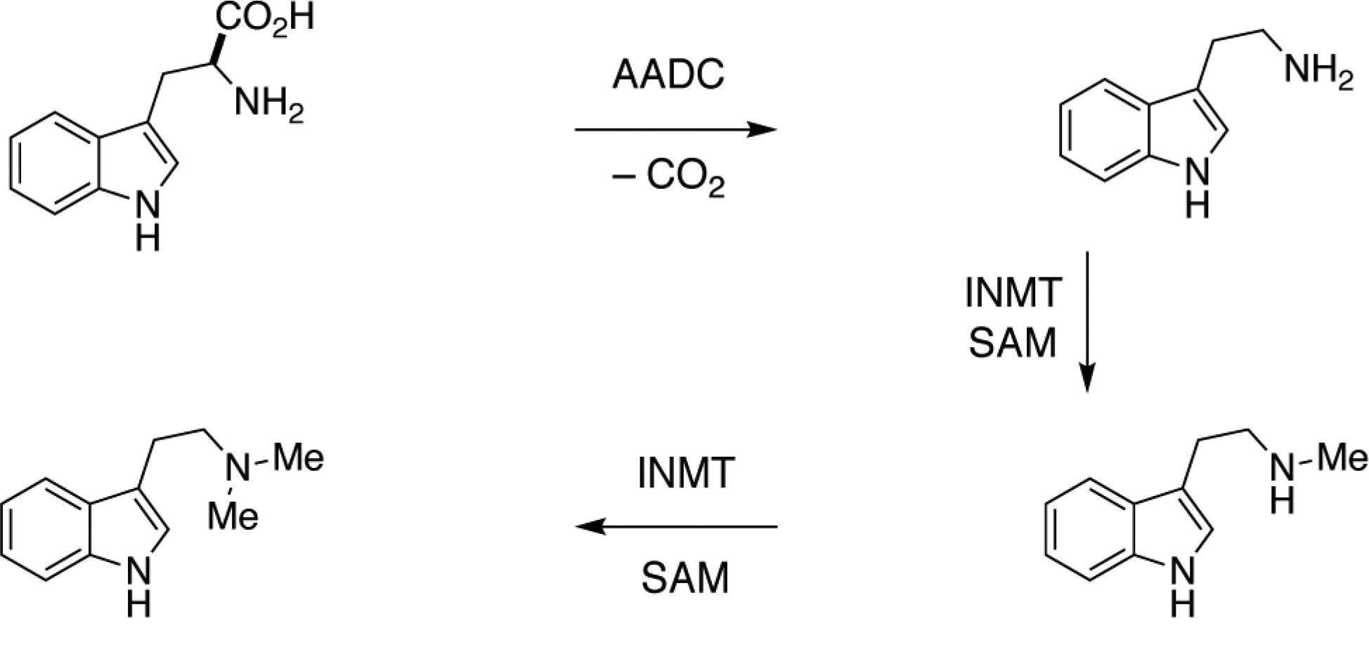 Biosintesi del DMT