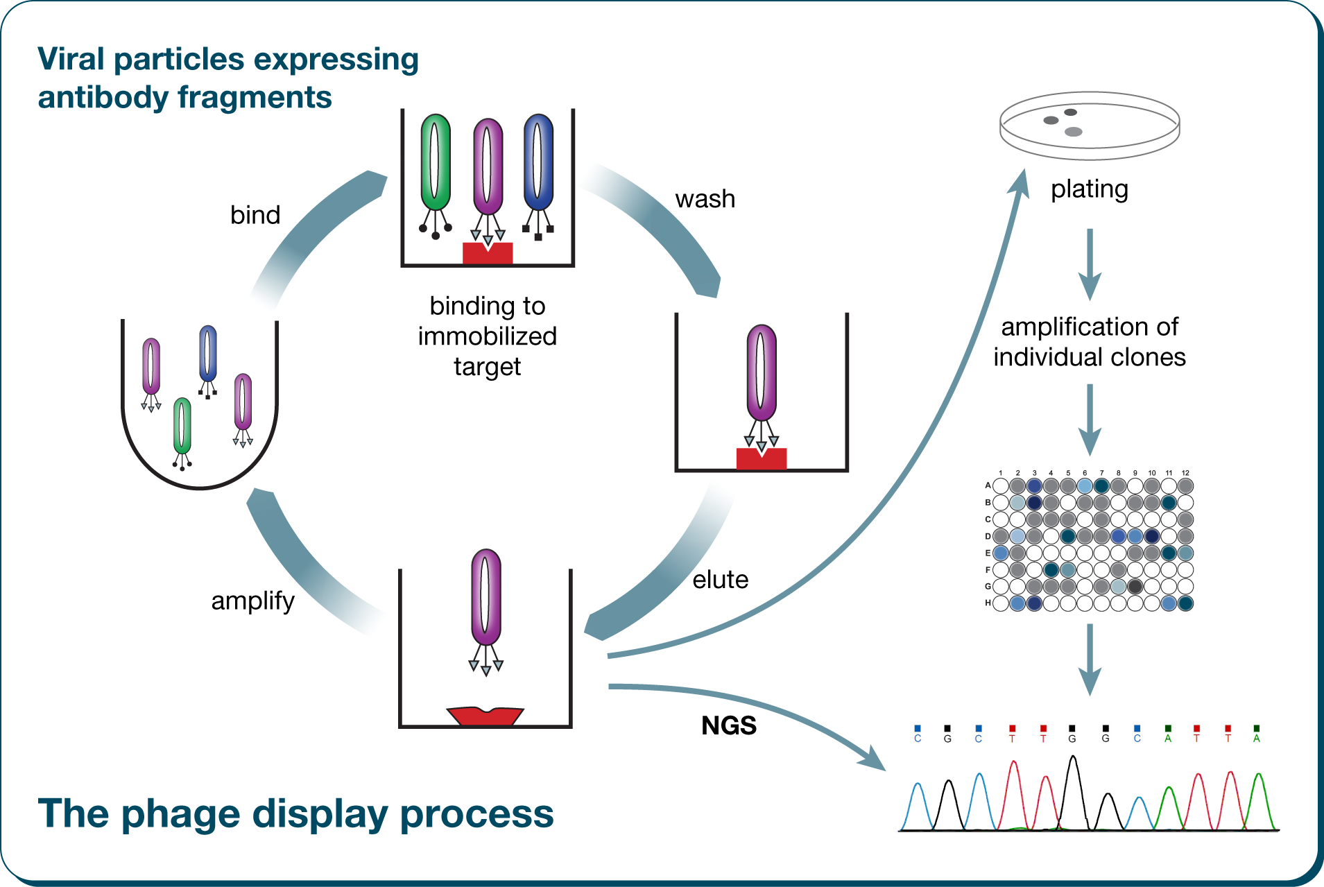 Esposizione fagica, Phage display