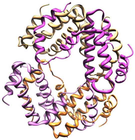 Modello Ribbon di IFNγ