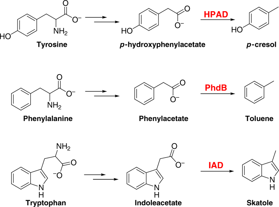 Pathway biochimico scatolo triptofoano tirosina