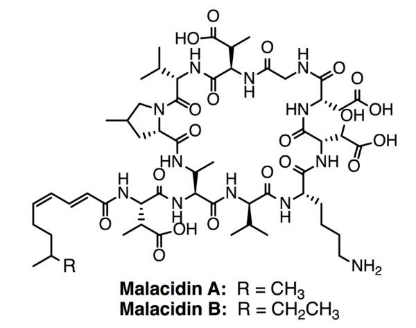 Malacidina