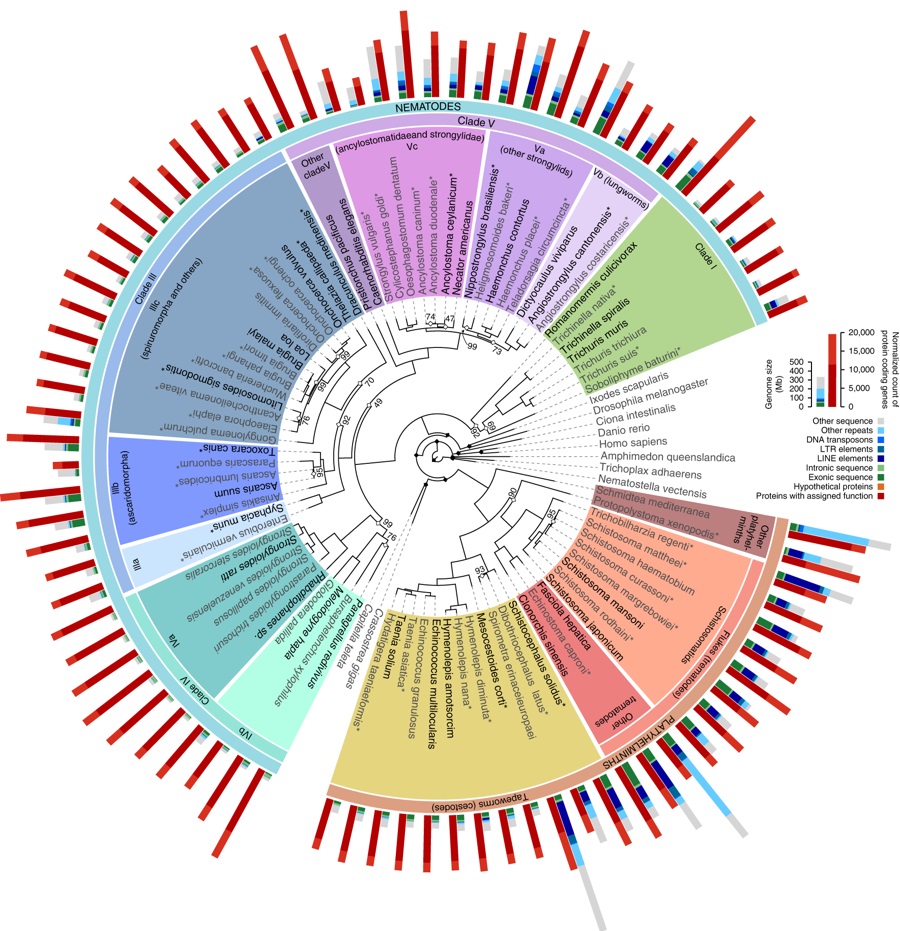 Grafico Diagramma Filogenesi Massima Similarità Likelihood