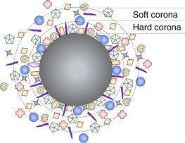 Hard VS Soft corona