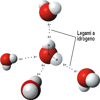 legami-idrogeno-acqua