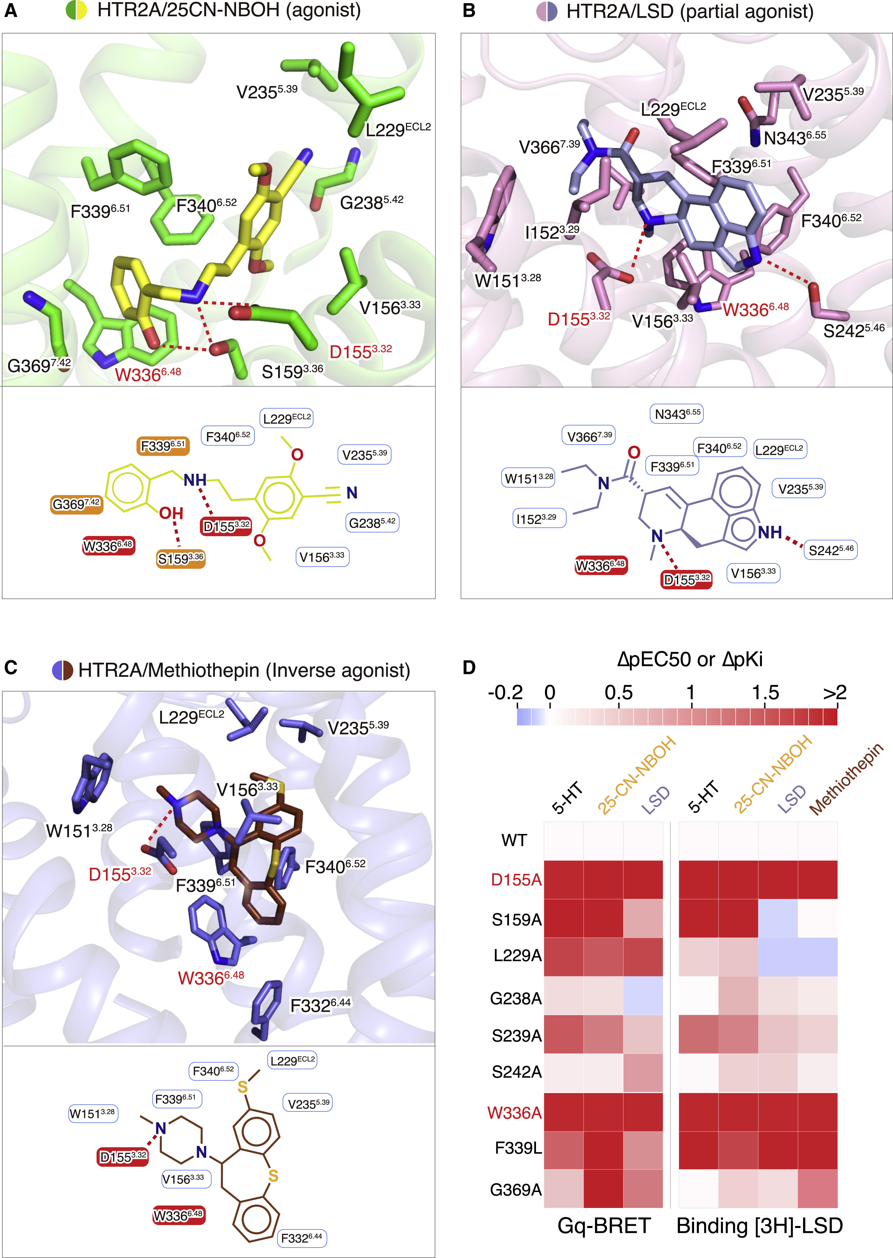 htr2a-lsd-partial-agonist