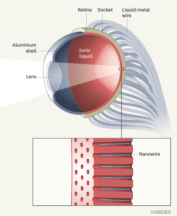 occhio-retina-emisfera-nature-image