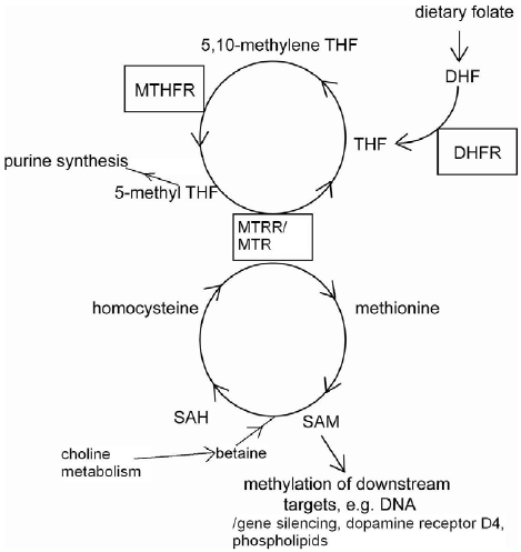 Simplified schematic of the folic acid metabolic cycle. Folate receptors transport dietary folate into cells and the folate is converted into dihydrogolate (DHF) then tetrahydrofolate (THF) by dihydrofolate reductase (DHFR). In the folate metabolic cycle, THF is converted to 5,10-methyleneTHF, a substrate of 5,10-methyleneTHF reductase (MTHFR), then to 5-methylTHF. 5-methylTHF can be recycled by methionine synthase/methionine synthase reductase (MTR/MTRR) to THF and methionine. Alternatively, 5-methylTHF can be use to synthesize purine. The Methionine can be used in the methionine cycle to produce S-Adenosyl-methionine (SAM), S-adenosyl-homocys- teine (SAH) and homocysteine. Conversion of SAM to SAH requires betaine, a product of choline metabolism. SAM is a major cellular methylation agent for DNA, RNA, protein, and phospholipids. doi:10.1371/journal.pone.0051330.g001